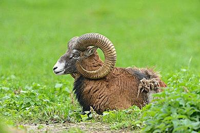 免费多人MMO《宝藏世界》开启圣克贝斯利可幸运活动，丰厚奖励等你来拿 